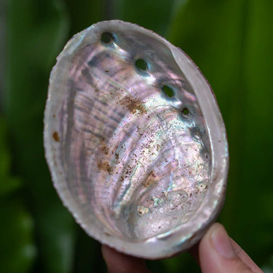 Smudge Bowl – White Abalone Shell