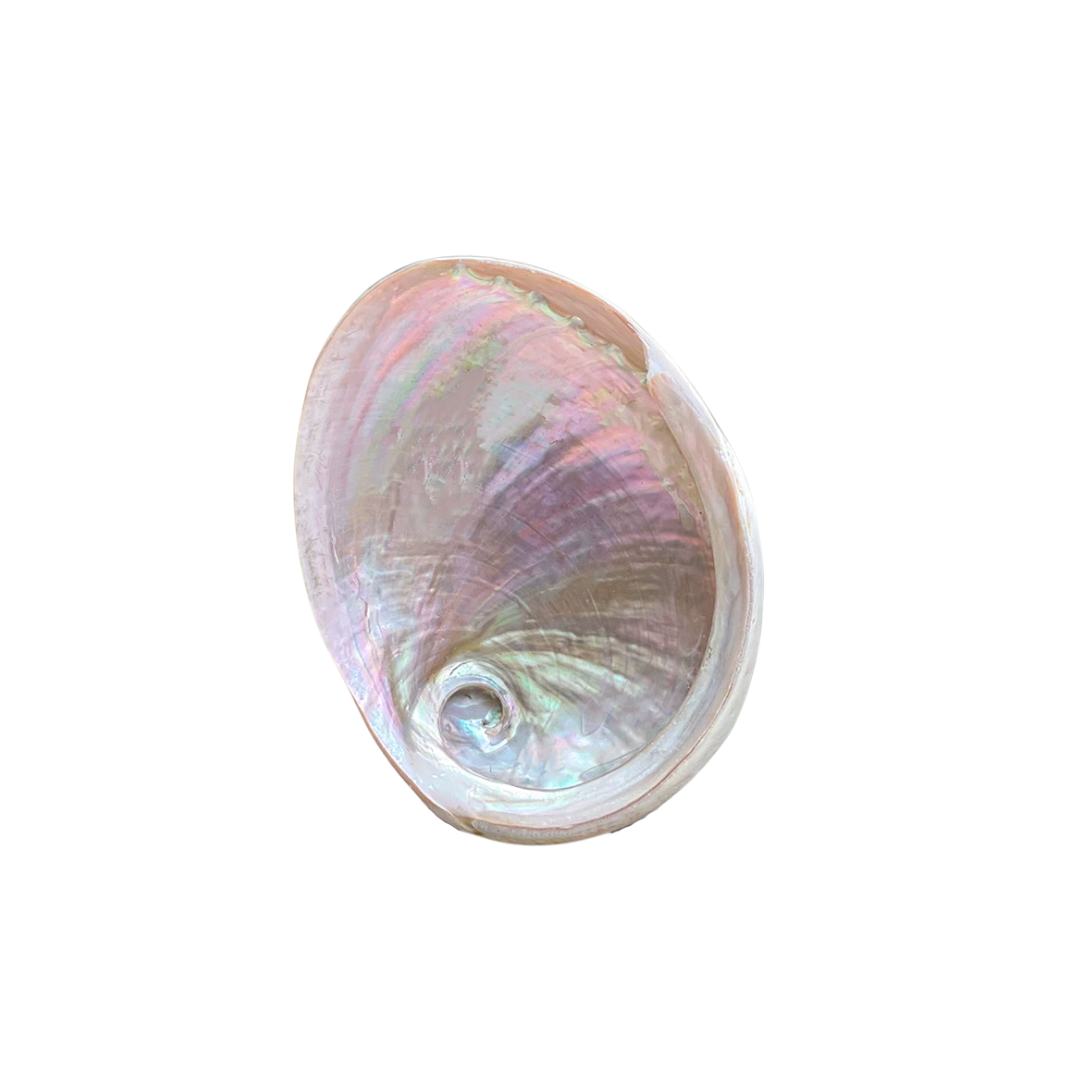 Smudge Bowl – White Abalone Shell