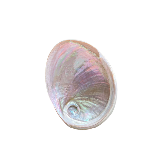 Smudge Bowl – White Abalone Shell