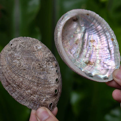Smudge Bowl – White Abalone Shell